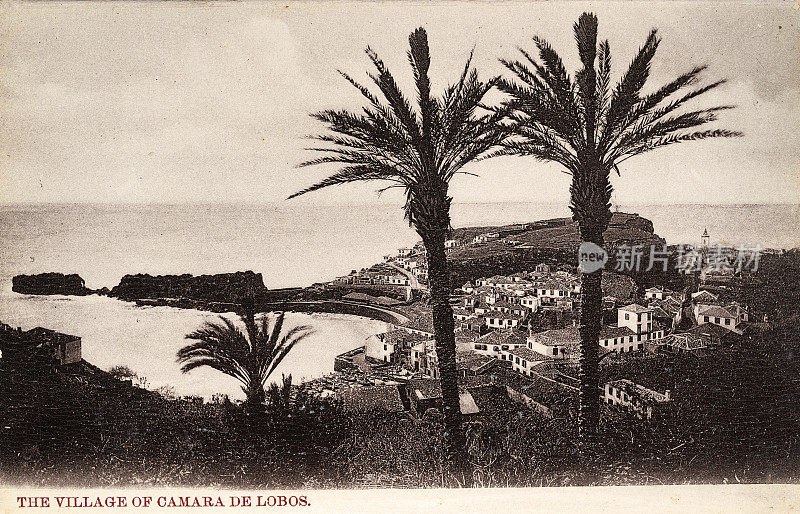 Camara De Lobos村，马德拉岛，棕榈树，1890年代，19世纪，复古照片